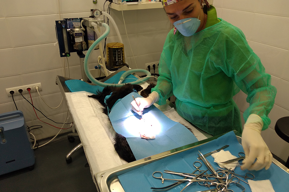 Cirugía | Clínica Veterinaria La Bañeza