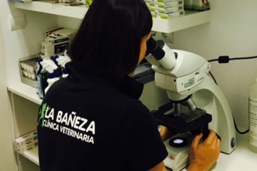 Laboratorio y analíticas | Clínica Veterinaria La Bañeza