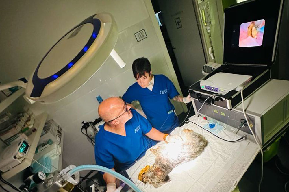 servicios-lbveterinaria-endoscopia-2